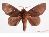 Gonobombyx angulata